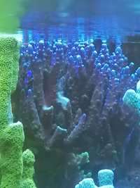 Acropora valida koralowce sps szczepki akwarium morskie