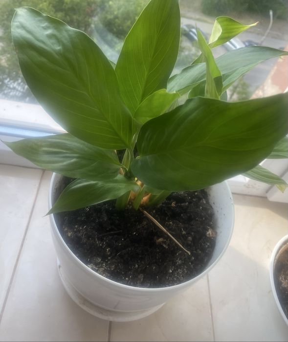 Продам спатифілум