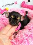 Przepiękna MINI suczka chihuahua krótkowłosa gotowa do odbioru