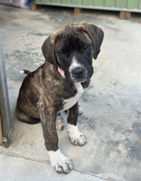 Rafeiro alentejano x cane corse