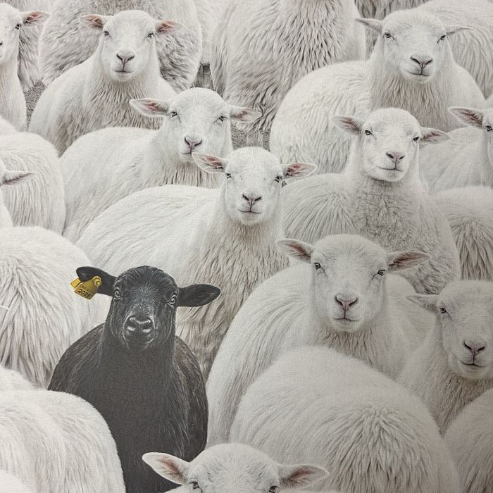 Criss Bellini 70x50 “the black sheep”