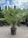 Palma mrozoodporna Karłatka niska – Chamaerops humilis