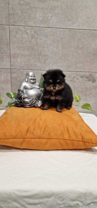 Spitz Alemão anão/Lulu da Pomerânia miniatura Fêmea