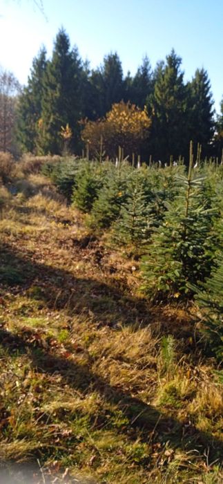 Choinki. Świerk srebrny cięty, kopany.