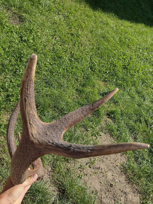 Poroże jelenia duże 76cm