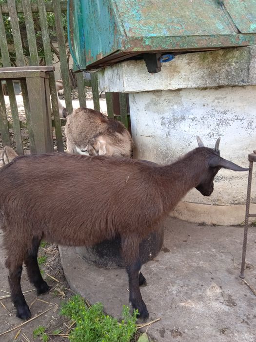 Козенята породисті