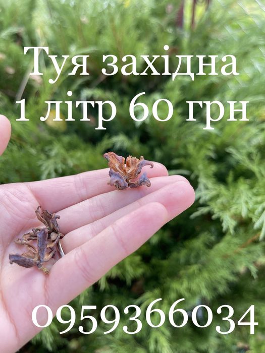 Для декора декору природній матеріал для поделок шишки жолуди рокитник