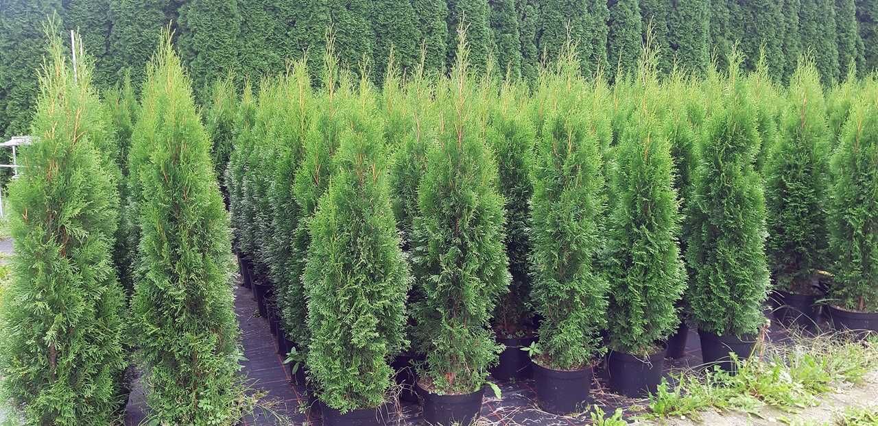 Tuja Szmaragd 150CM Wys hodowane w doniczce THUJA Smaragd