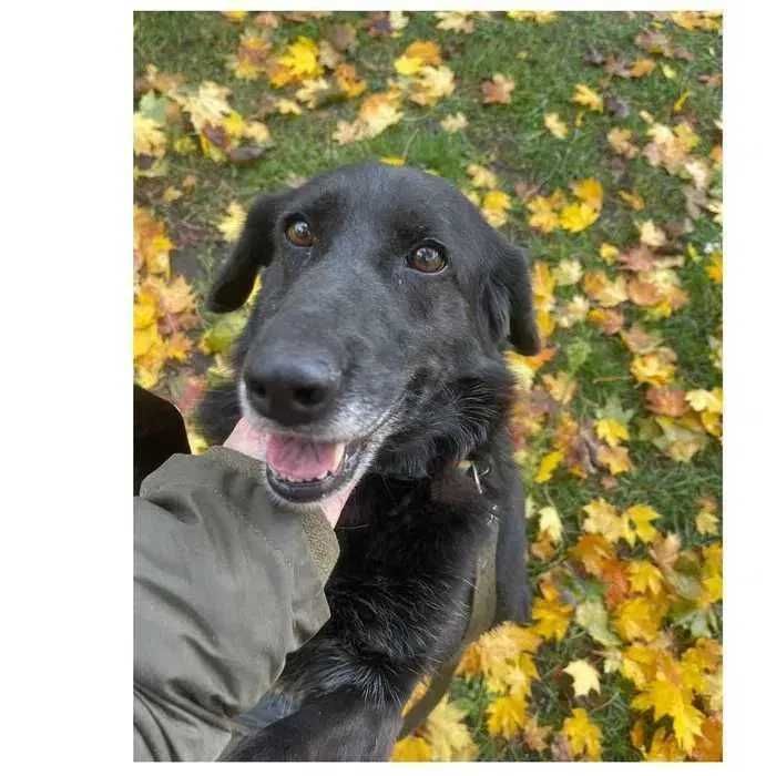 Активная собака в добрые руки