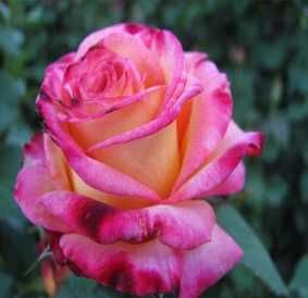 RÓŻA wielkokwiatowa różowo biała - sadzonki 20 / 30 cm