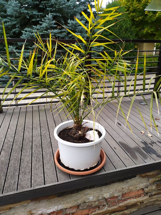 Финиковая пальма