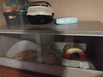 Terrarium + akcesoria dla jeża