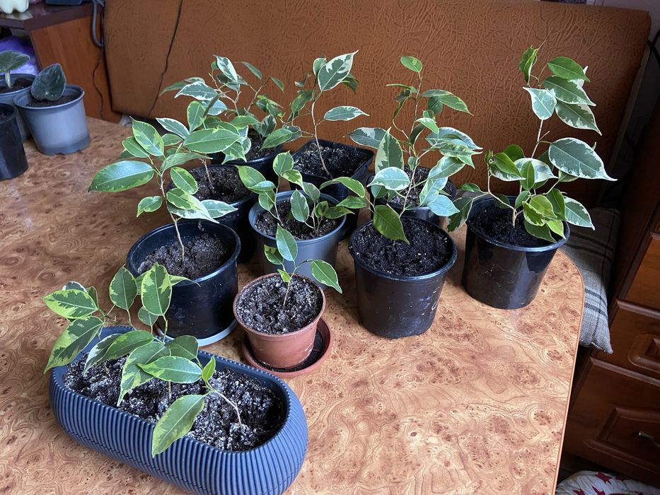 Бенджамина фикус