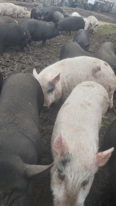 Продам великі корейські свині