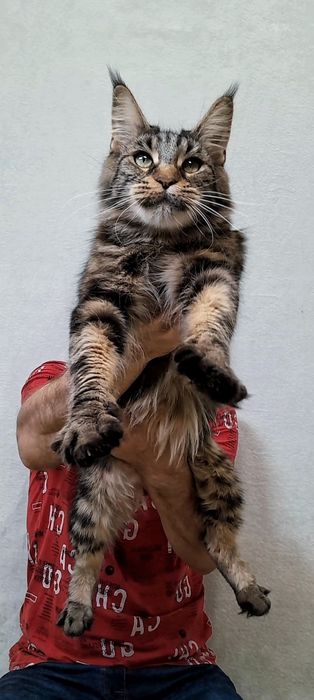 Доросла Крупна дівчинка мейн-кун