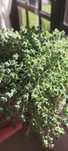 Vendo flor planta natural