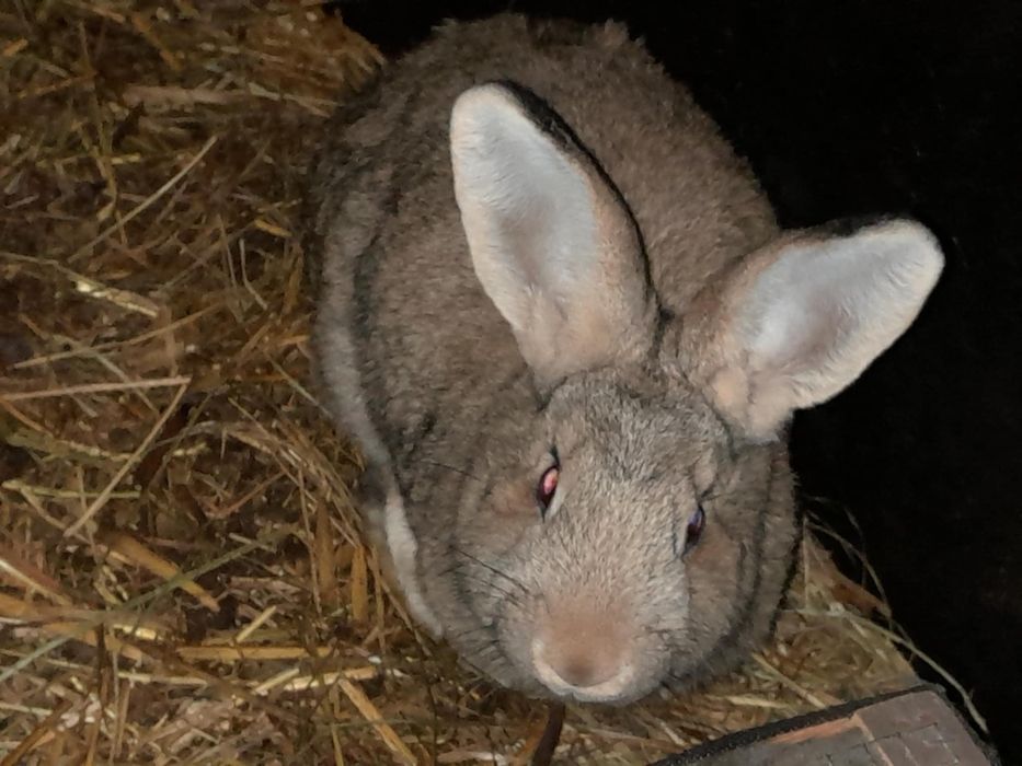 Krolik kroliki samiec samica