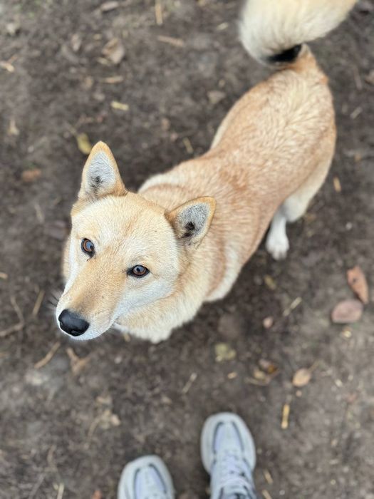 Собачка шукає дім!!!