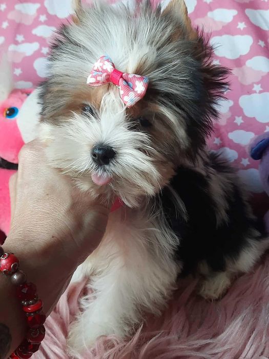 Biewer Yorkshire terrier suczka