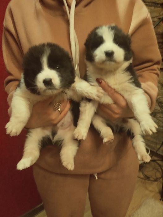 Алабайчики чекають на вас