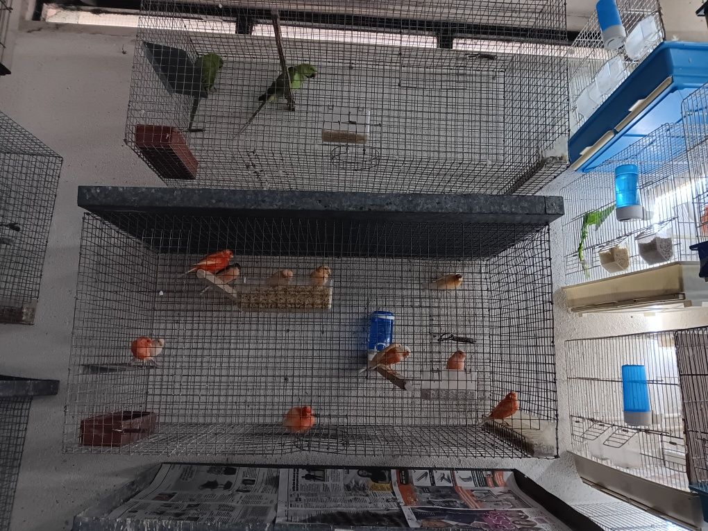 Vendo gaiolas em rede e canários