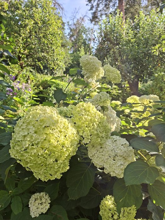 Дейция, Будлея, Форзиція, Вейгела, Спірея, Гортензія Анабель, Берескле