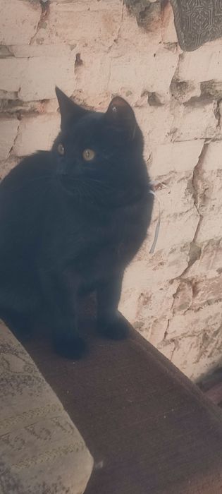 Чорні котики дуже чекають на вас !