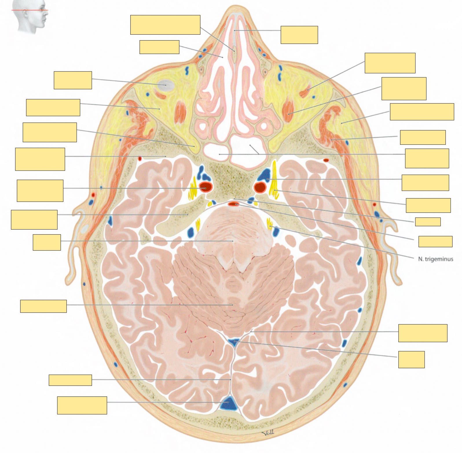 Fiszki ANATOMIA GIS - zdjęcia (Łacina + Polski!)