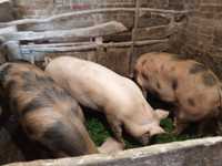 Продам свиней живим весом
