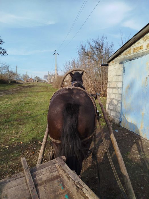Кобила конь жеребець лошадь