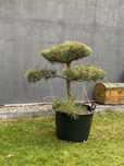 Sosna Watereri sosna czarna bonsai formowana niwaki drzewo drzewko