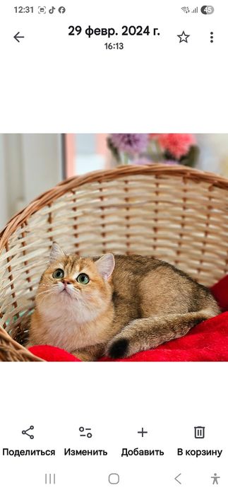 Золотая британская шиншилла кот котята кошечка кошка дівчинка