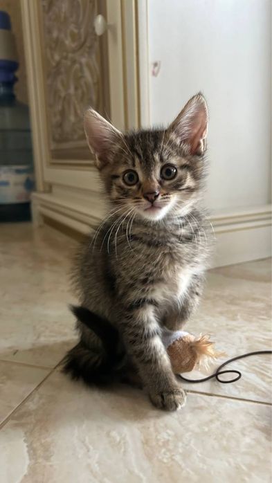 Кошеня в добрі руки 3 місяці