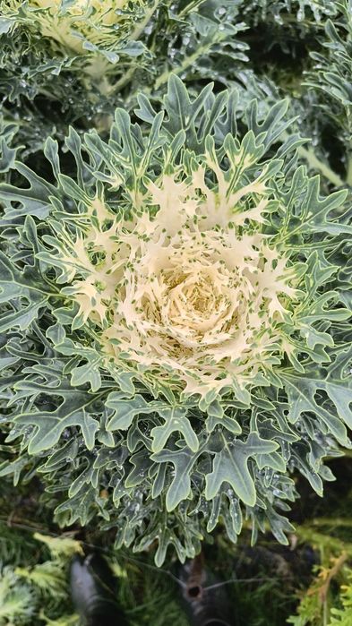 Kapusta ozdobna łodygowa