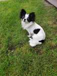 Długowłosa sunia chihuahua