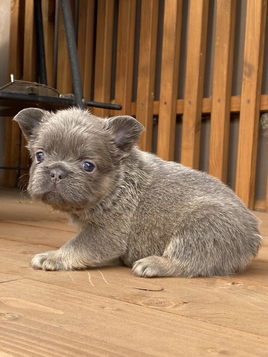 Цуцик Французького бульдога Флаффі