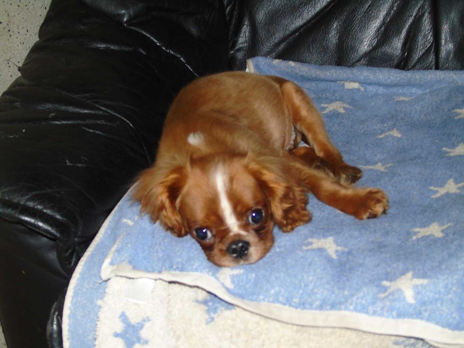 Cavalier king charles spaniel chłopiec