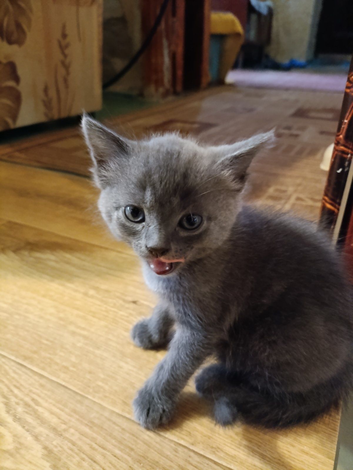 Продам котят вислоухие