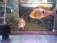 Ziemiojad brazylijski geophagus brasilensis