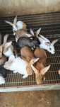 Vendo coelhos caseiros