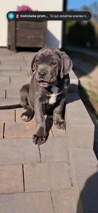 Cane corso Italiano rodowód 6 pokoleń
