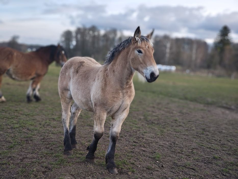Klaczka zimnokrwista