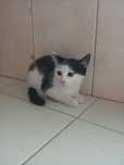 Gatinhos para adopção