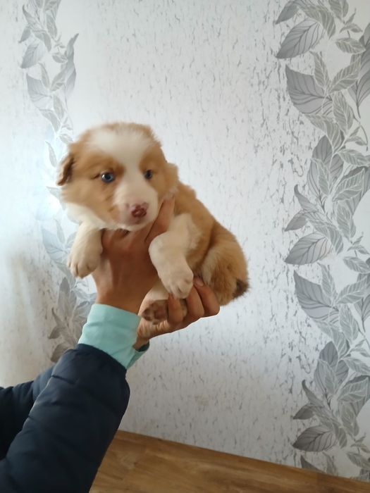 Szczeniak borde collie