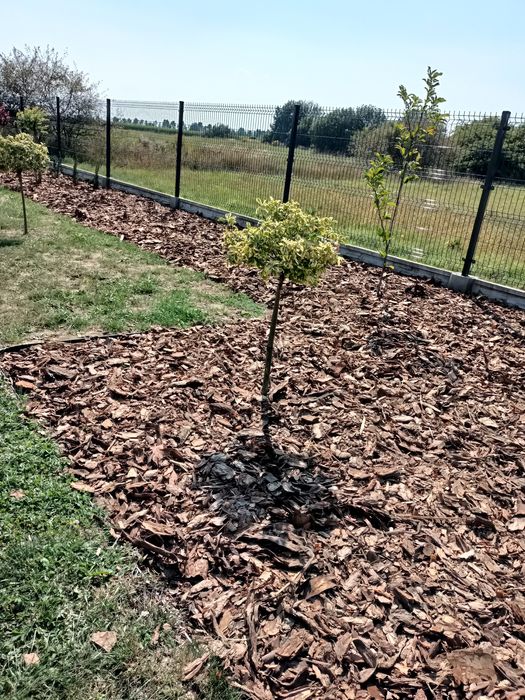 PRODUCENT.Kora sosnowa 80 L,Darmowa Dostawa