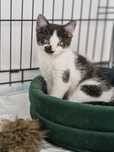 Klara do adopcji
