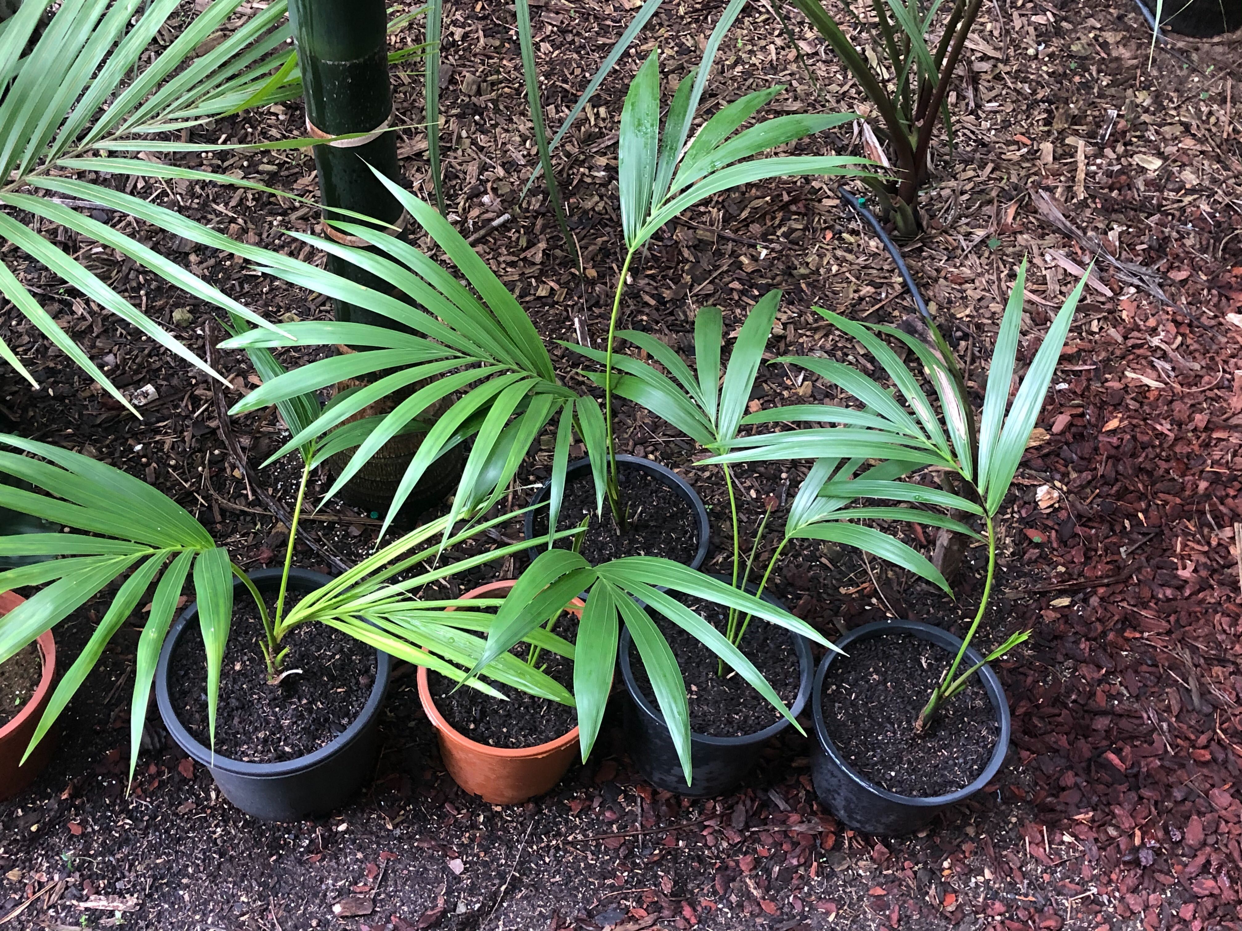 Palmeiras pequenas e juvenis, agaves e bromélias