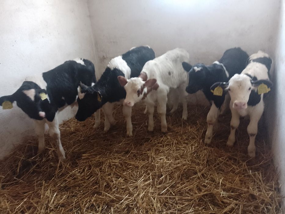 Byczki mięsne i ncb