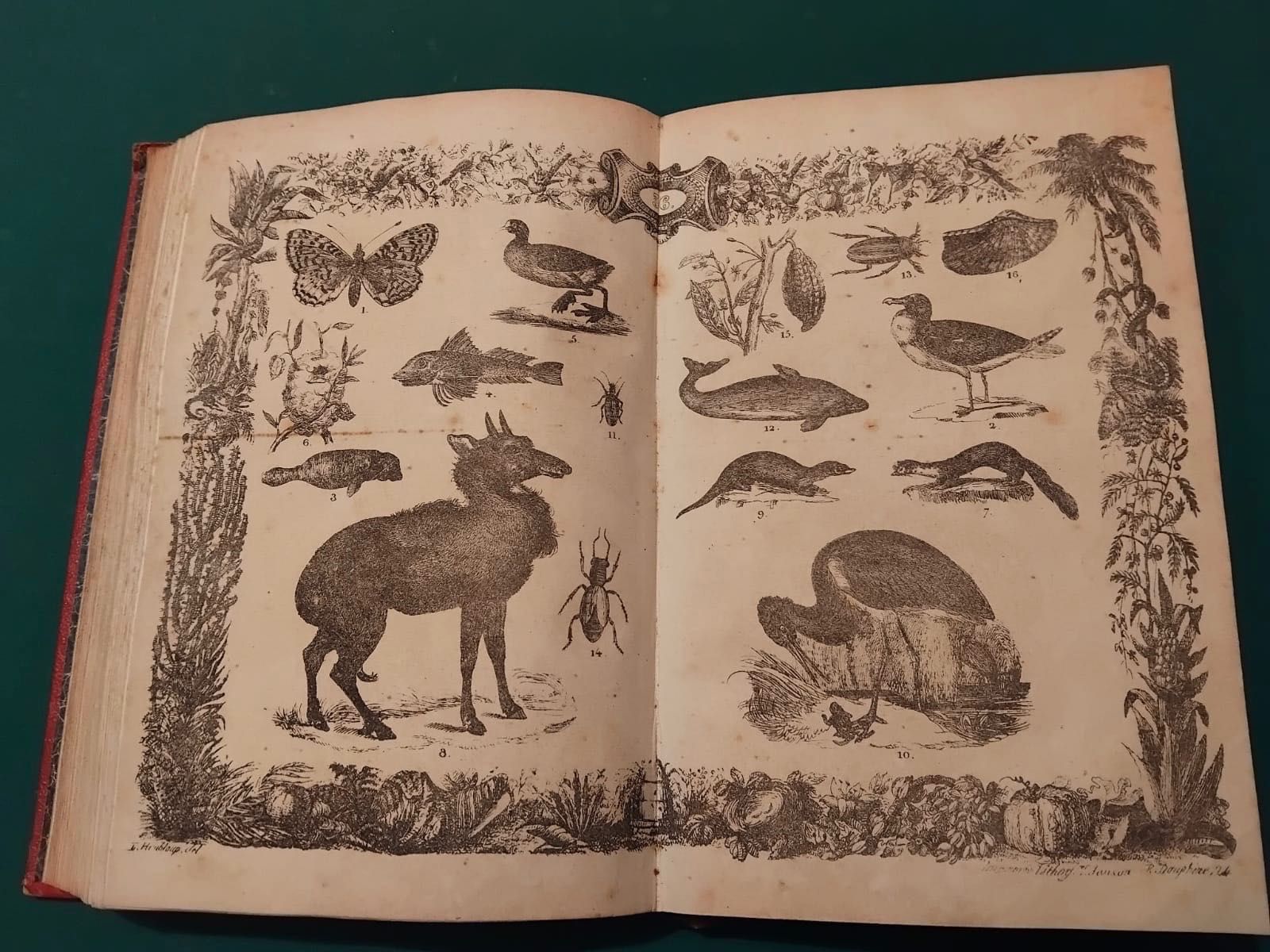 Livro Muséo Pittoresco