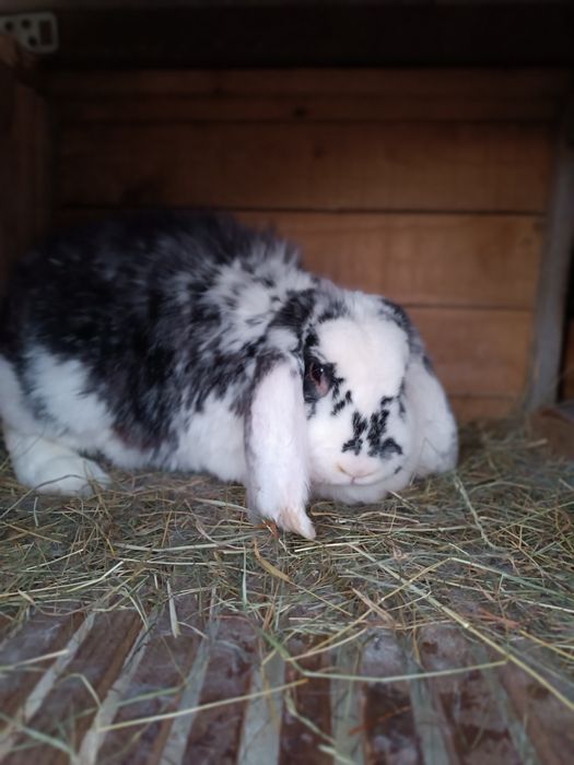 Продам кролицю породи Французький баран